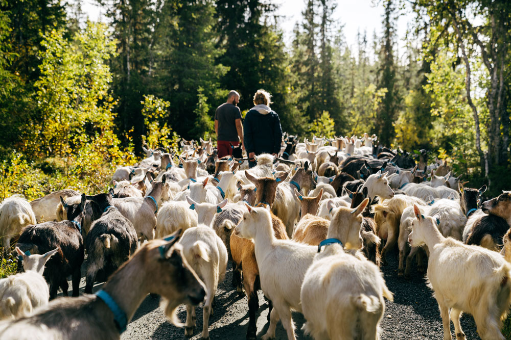flokk med geiter