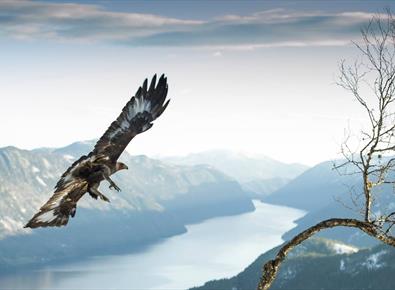 Kongeørn svevande over Bandak