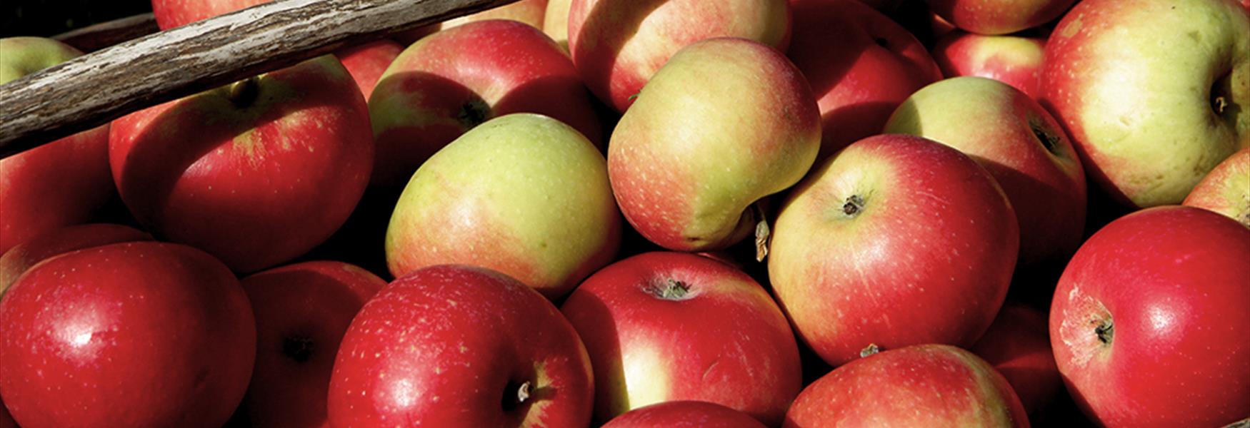 Epler fra Fruktbygda i Telemark