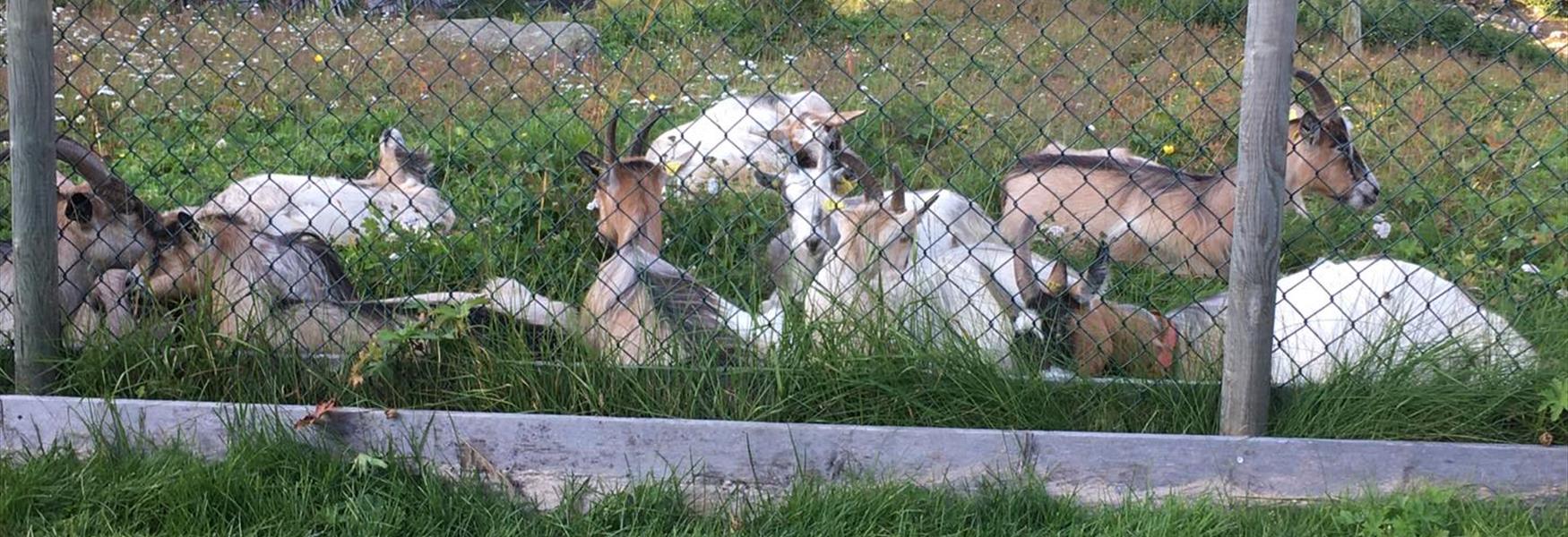 Geiter på Bergstaulen
