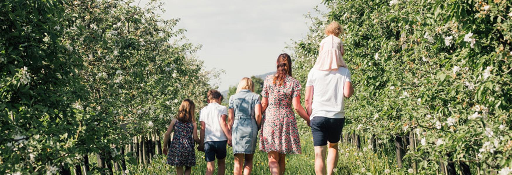 familie på 6 går langs blomstrende epletrær på Lien Gård