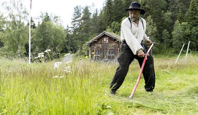 Museumsbonden slår gras med ljå (langorv) på Vest-Telemark museum Eidsborg.