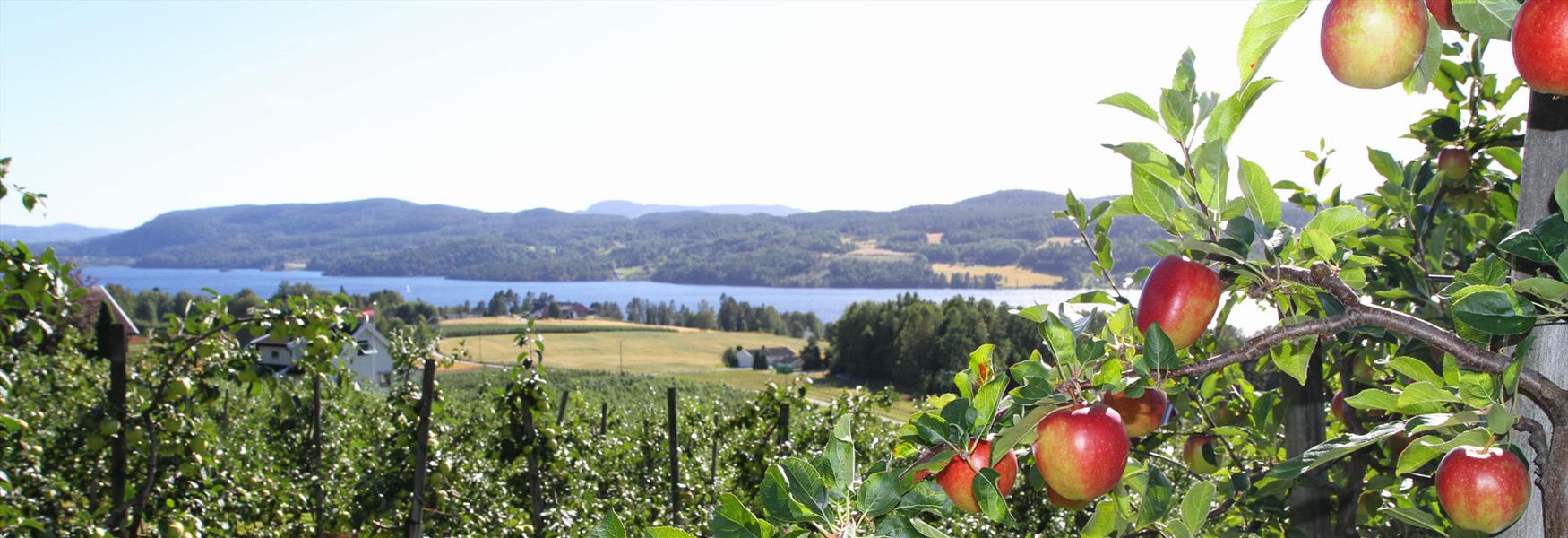 utsikt over fruktbygda i Telemark