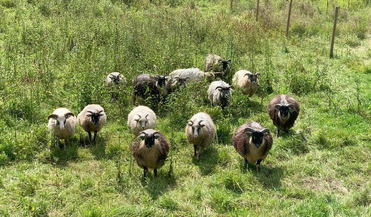 Saueflokk på beite på Småbruket Dolhus