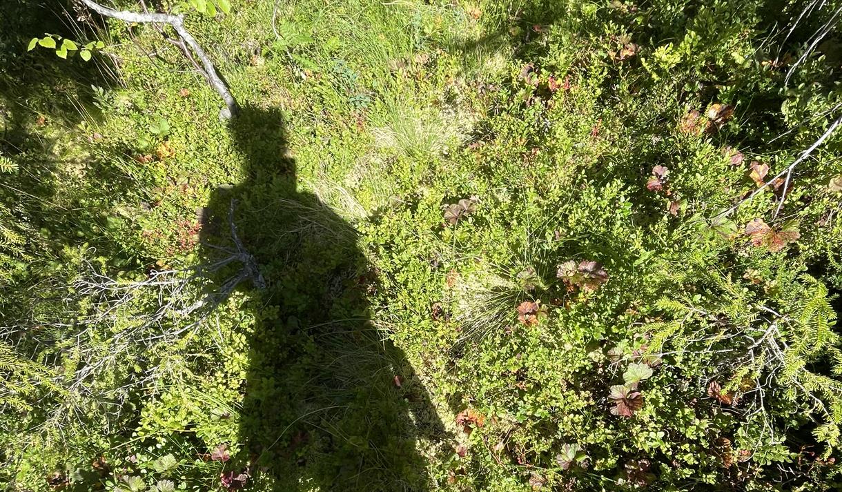Kunstneren Gunvor N Antonsen i sin nærskog