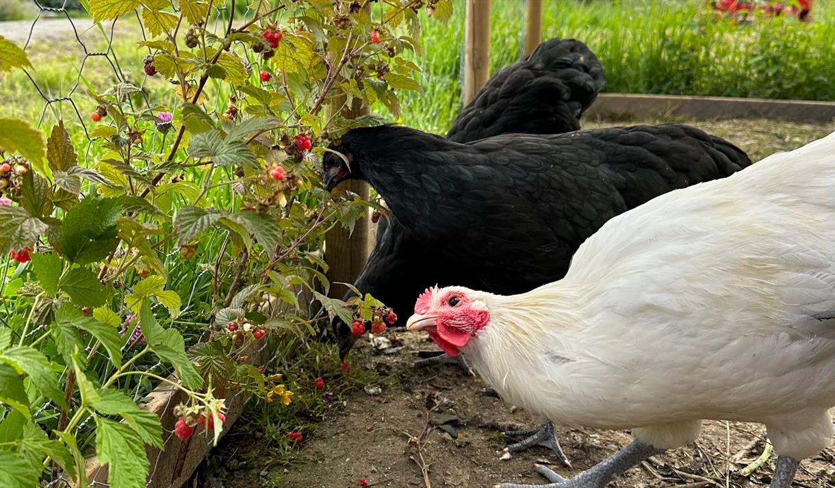 Hønene på gården!