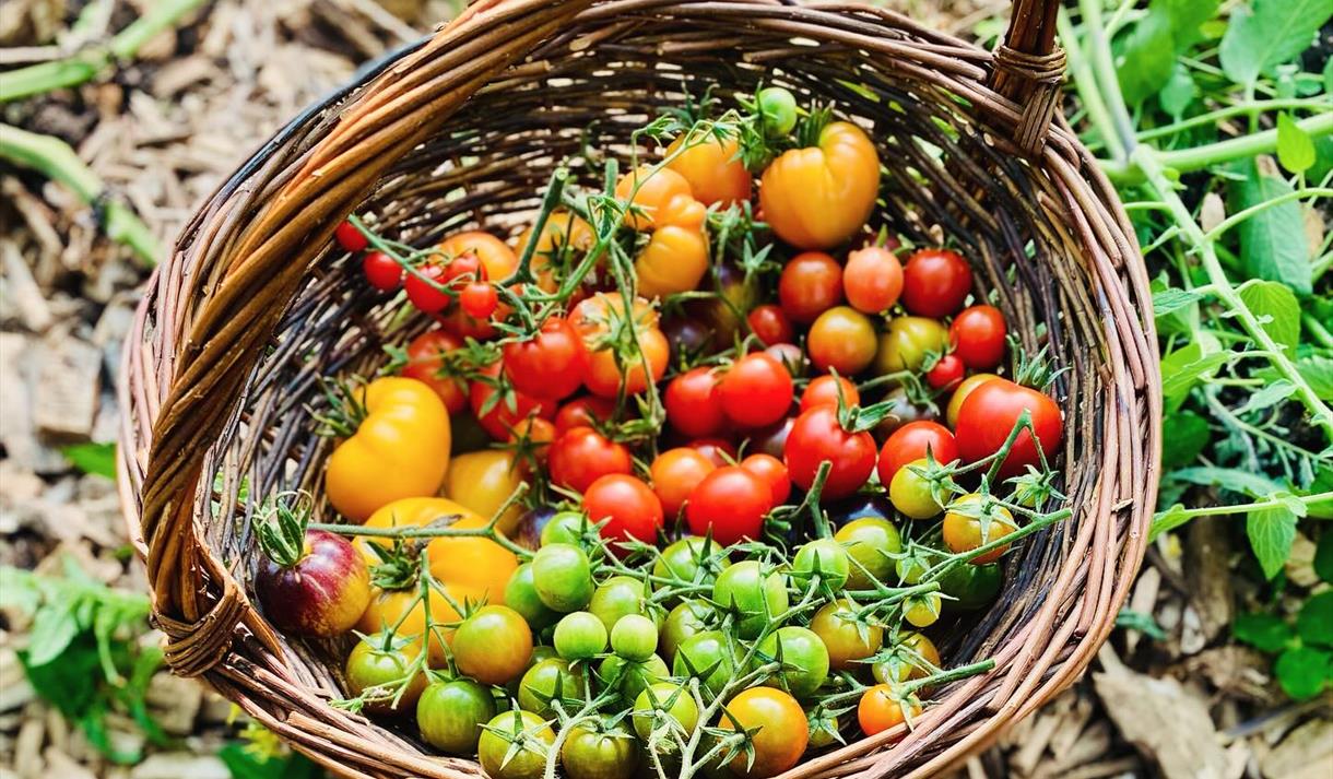 Tomater fra skogshaven i kurv