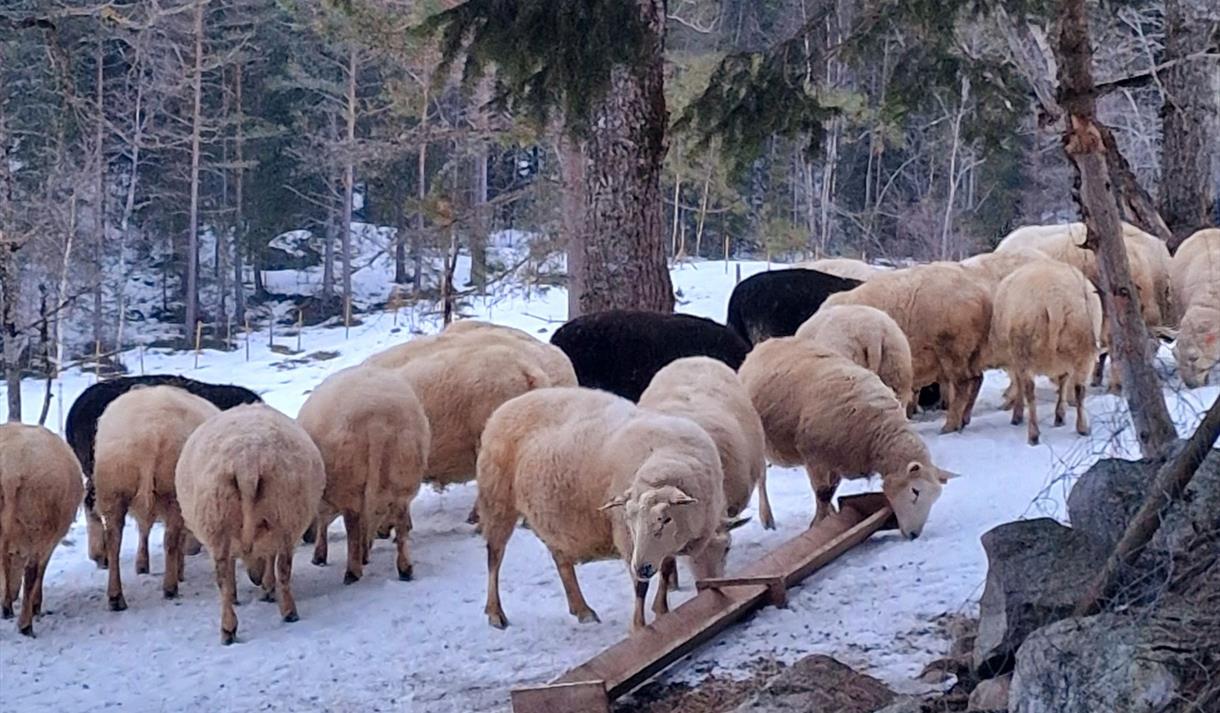 Sauer hos Norheim krætur