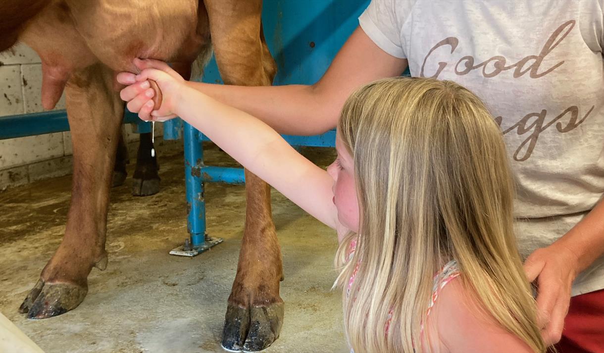 Melking på Hagvoll gård i Kragerø