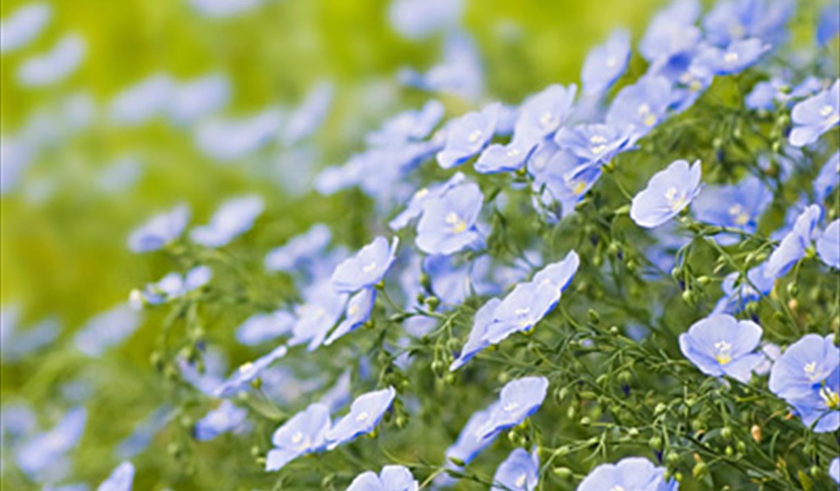 Linblomar. Vest-Telemark museum Eidsborg.