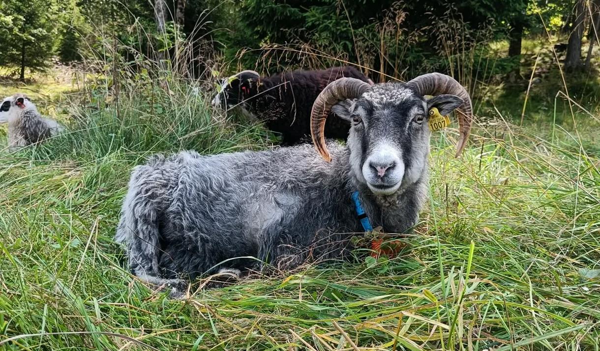 Sau liggende i graset på Sveivdokk økologiske gård