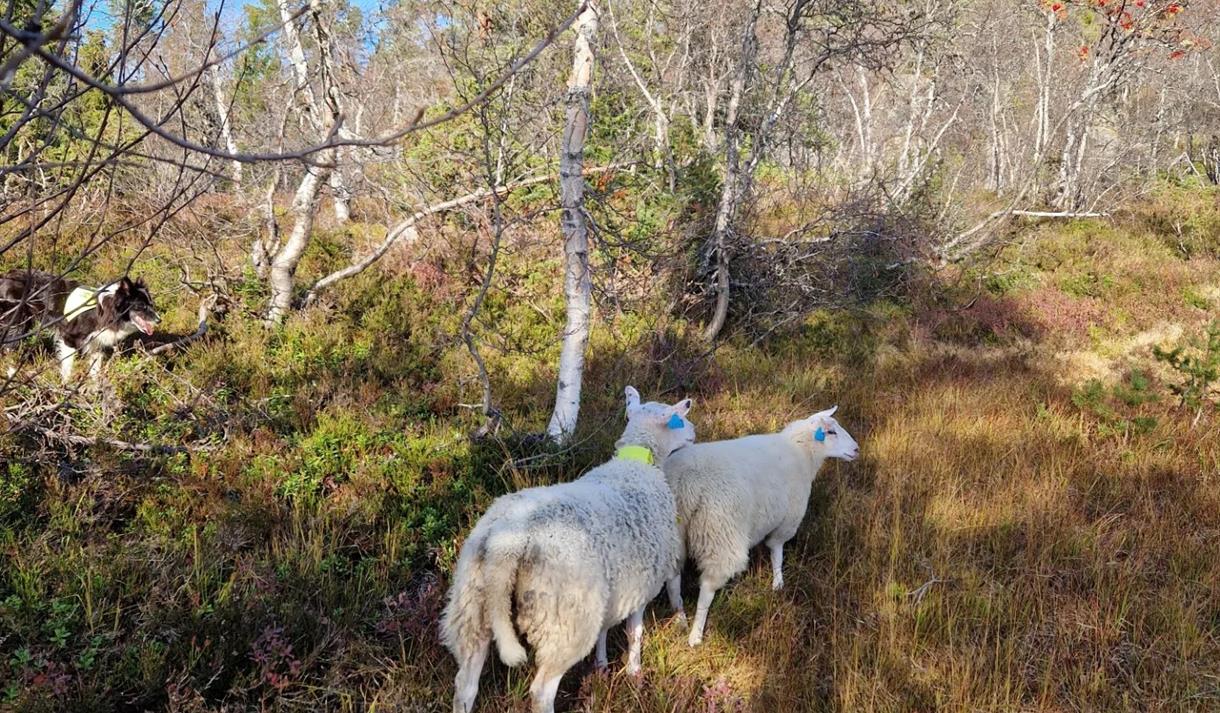 sau på fjellet med gjeterhund