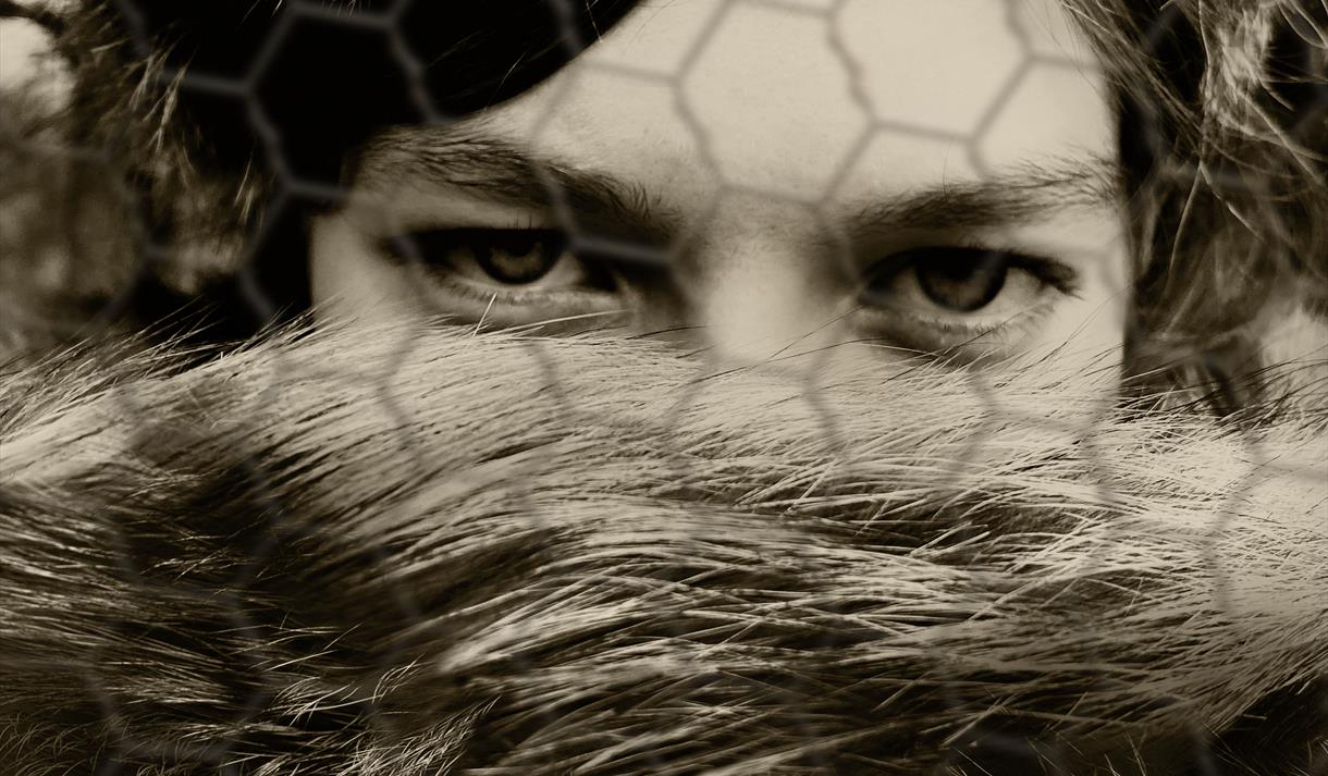 Utstillingsplakat for Revefeber - pelsdyrnæringa gjennom 100 år, Vest-Telemark museum.