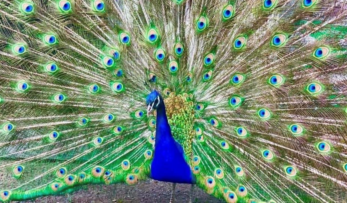 Påfugl på Gundersen gård