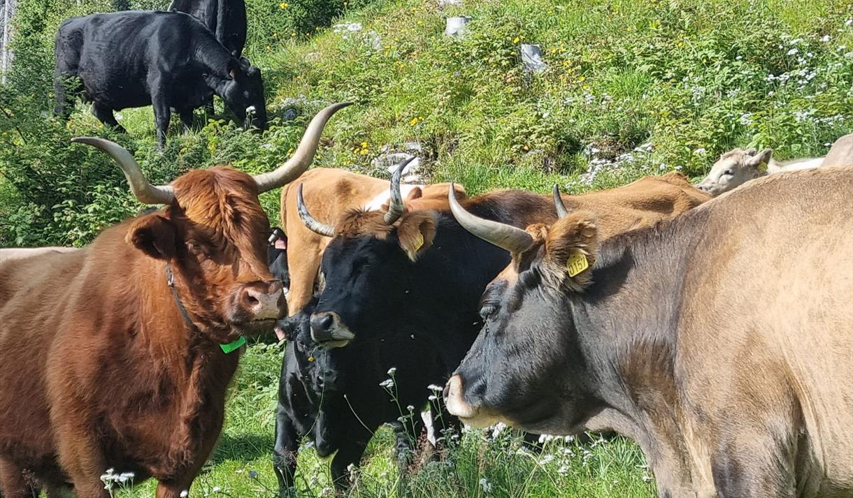 Kuer på grønt beite