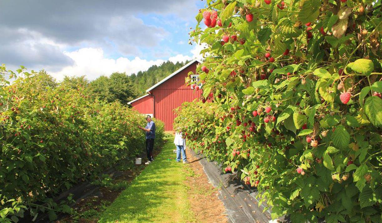 Bringebærbusker på Mustvedt gård