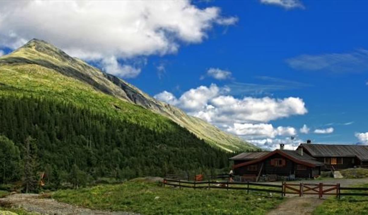 Selstali med Gaustatoppen i bakgrunn