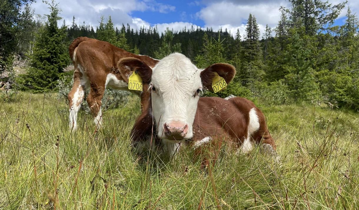 Harefordku i gresset