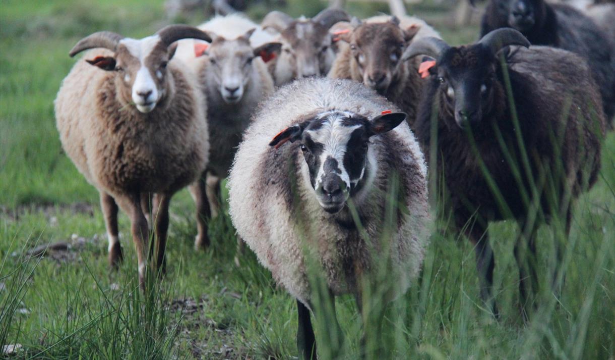 Villsau fra Søndre Lien gård