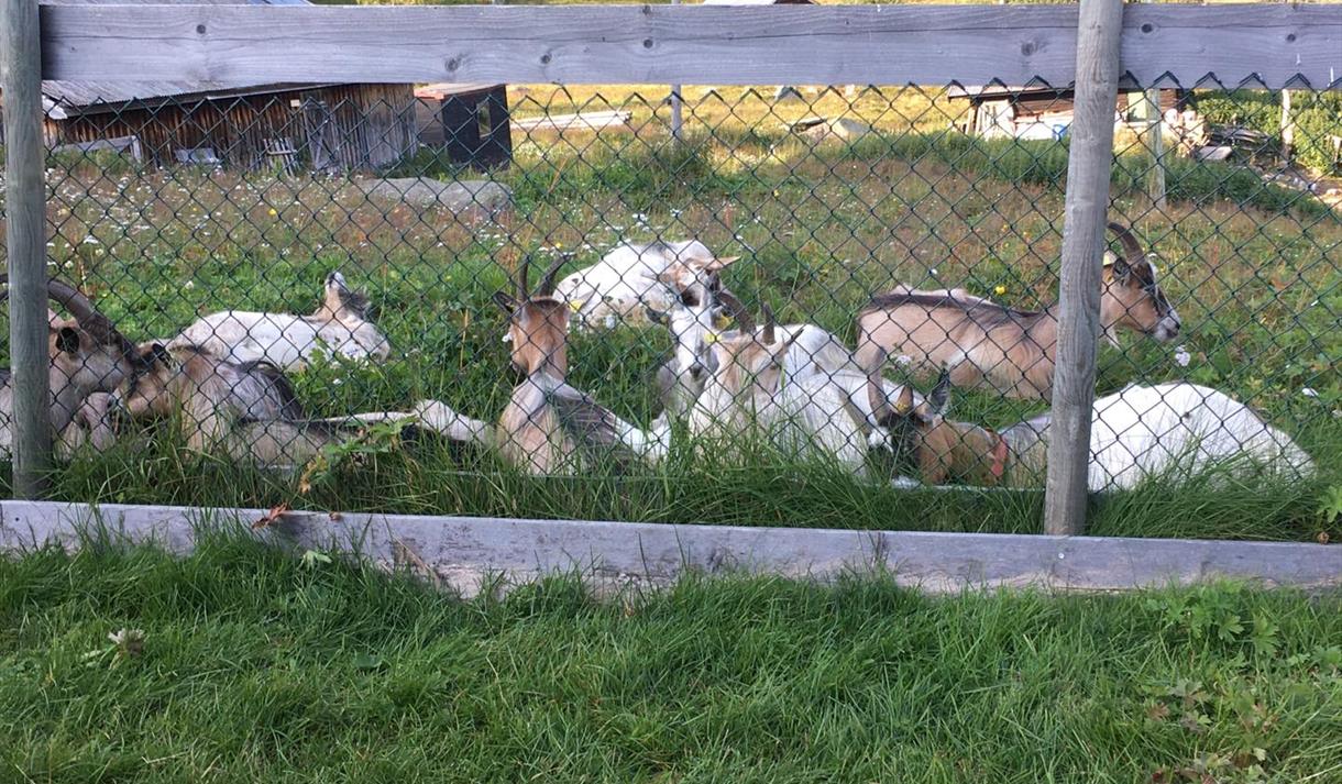 Geiter på Bergstaulen