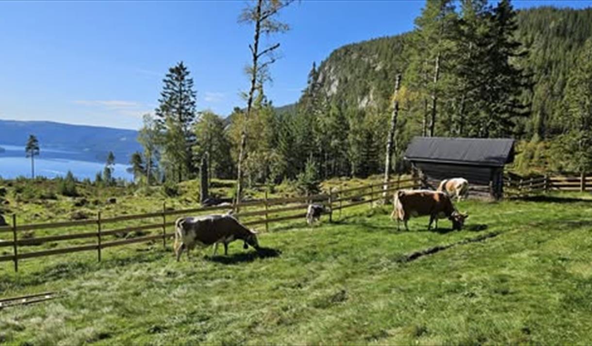 kyr på beite