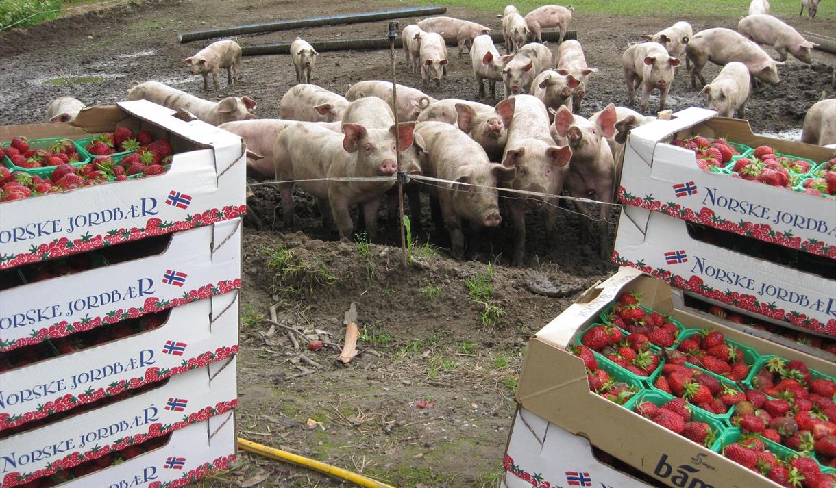 Jordbær og griser i bakgrunn