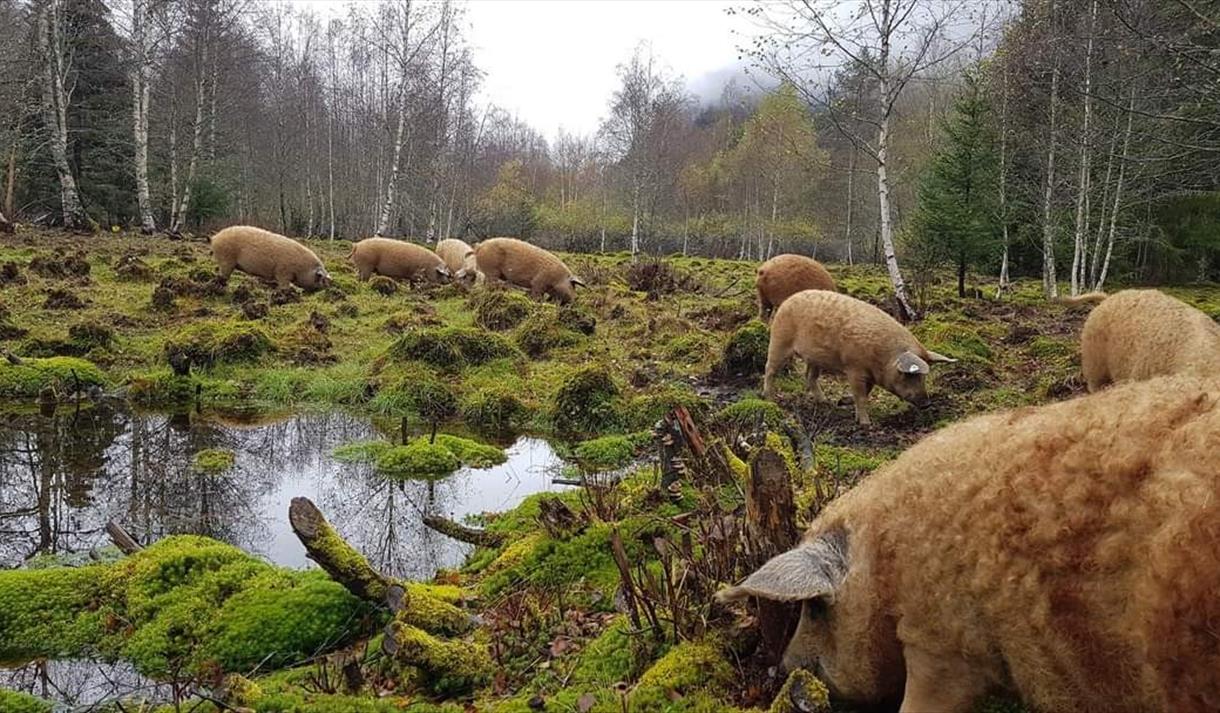 ullgriser på utebeite