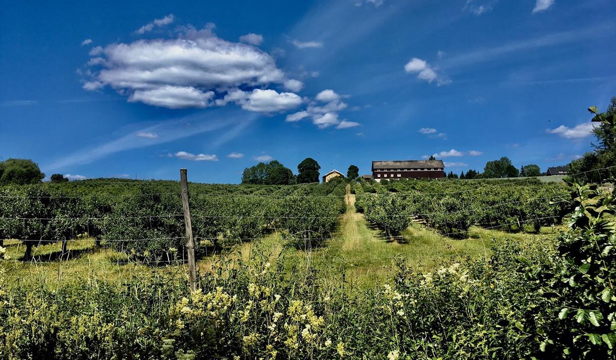 Eplehagen på Jønsi