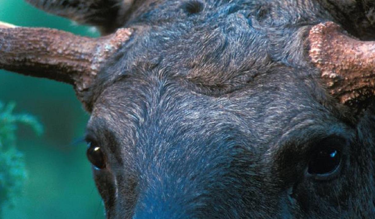 Elgutstilling ved Vest-Telemark Museum Eidsborg 2015