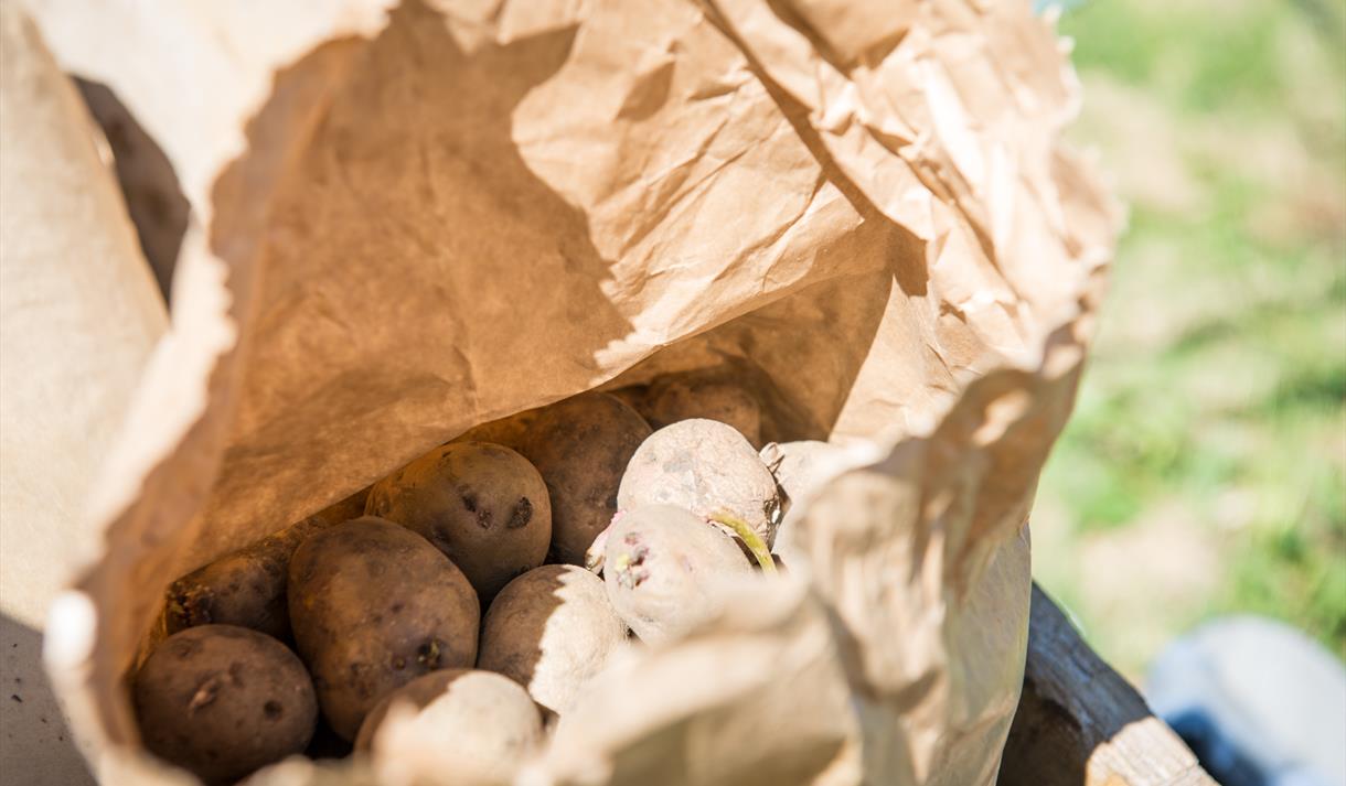 Poteter, potetdag på museet i Eidsborg.