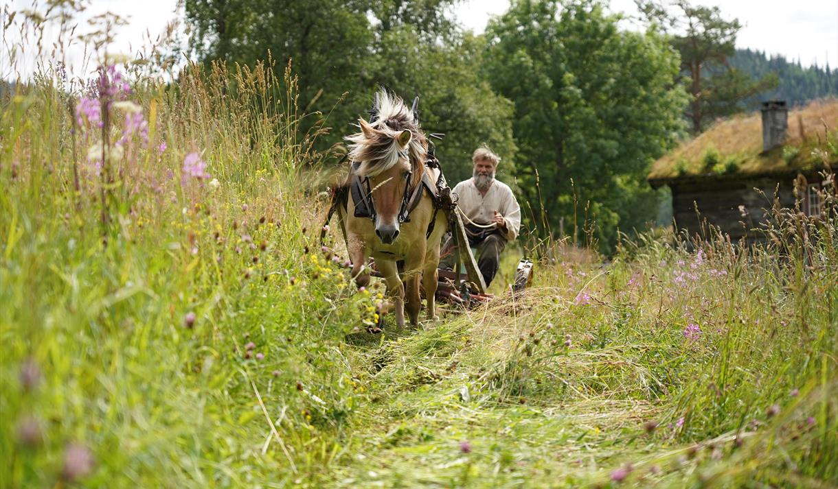 Museumsbonden slår gras med hest. Vest-Telemark museum Eidsborg.
