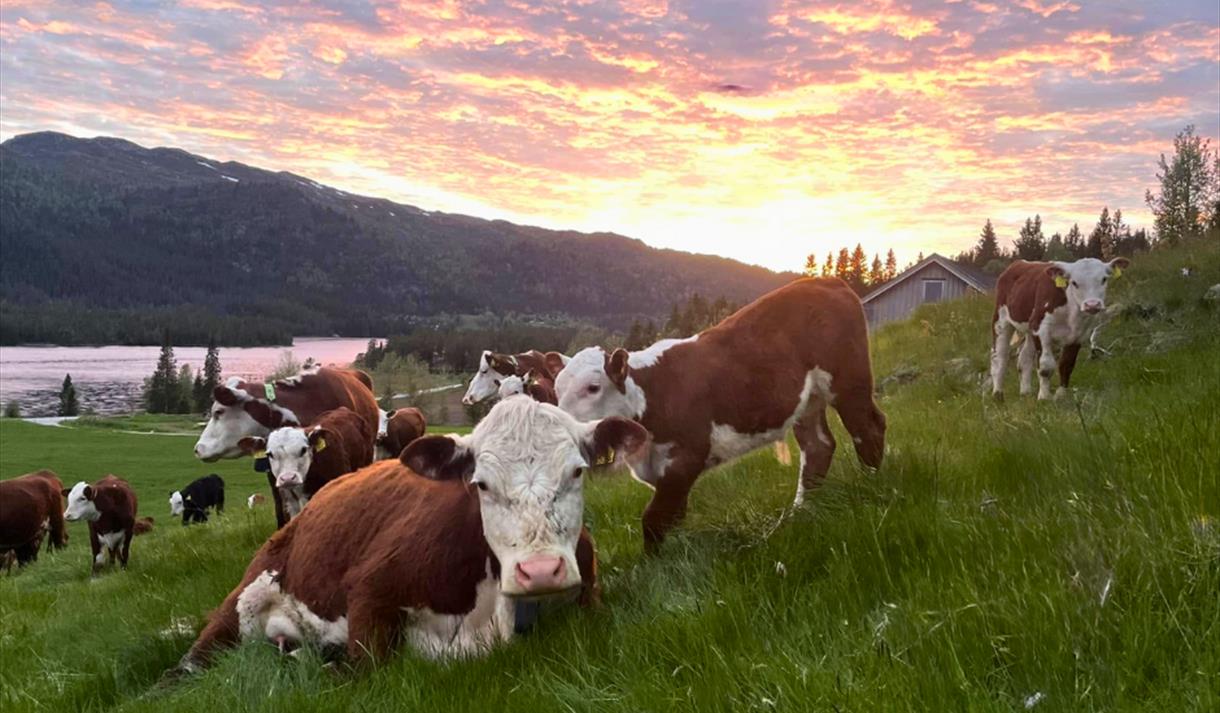 Herefordku i grønn eng på flatland gård