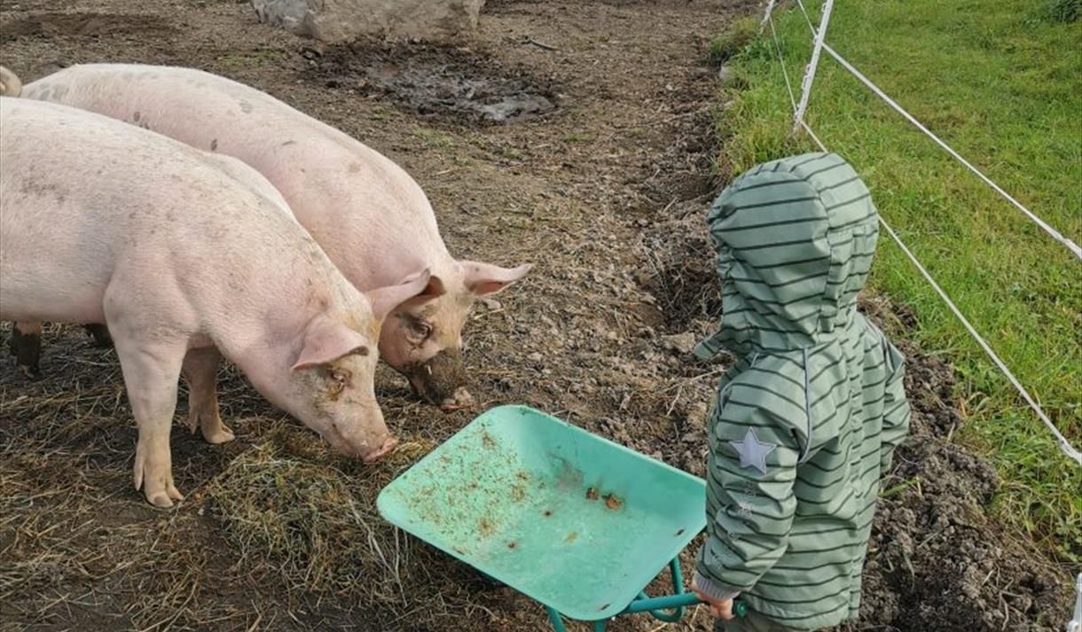 Liten gutt forer griser med trillebår