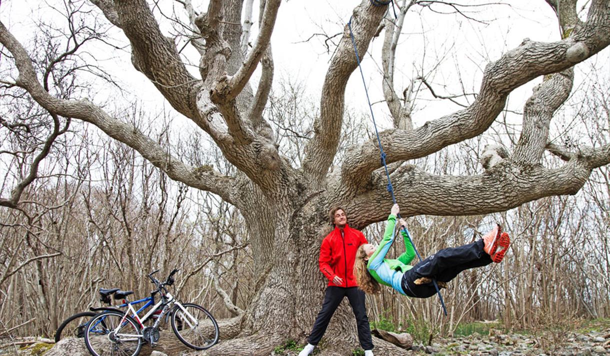 stort tre på Jomfruland