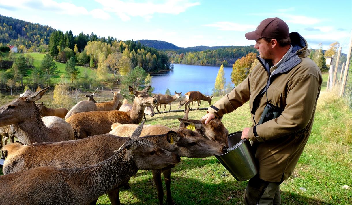 Hjorteoppdrett på Sørgarden. Stein Gunnar Clemensen mater hjortene.