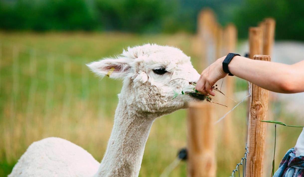 Alpakka hos Svenseid Alpakka i Lunde