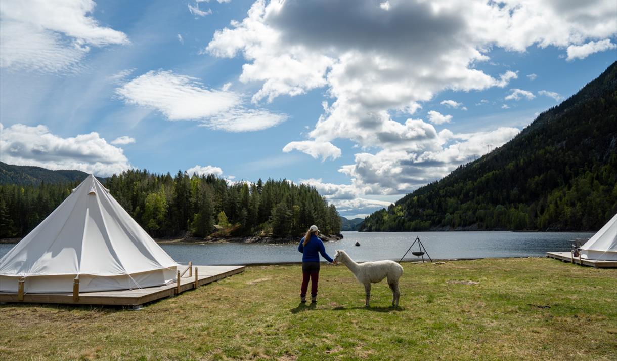 Glampingtelt på Busnes Alpakka Glamping