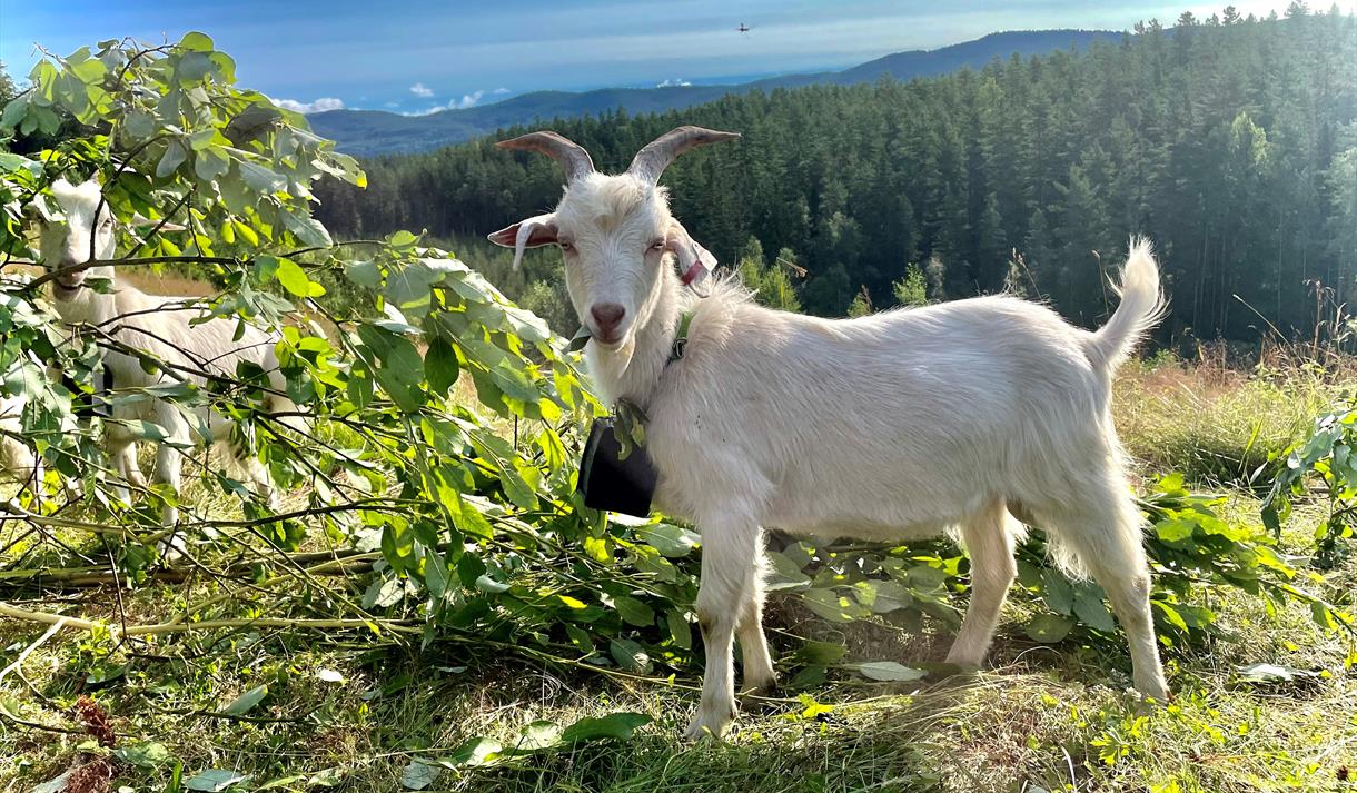Olaf, en kasjmirgeit Olaf, en kasjmirgeit