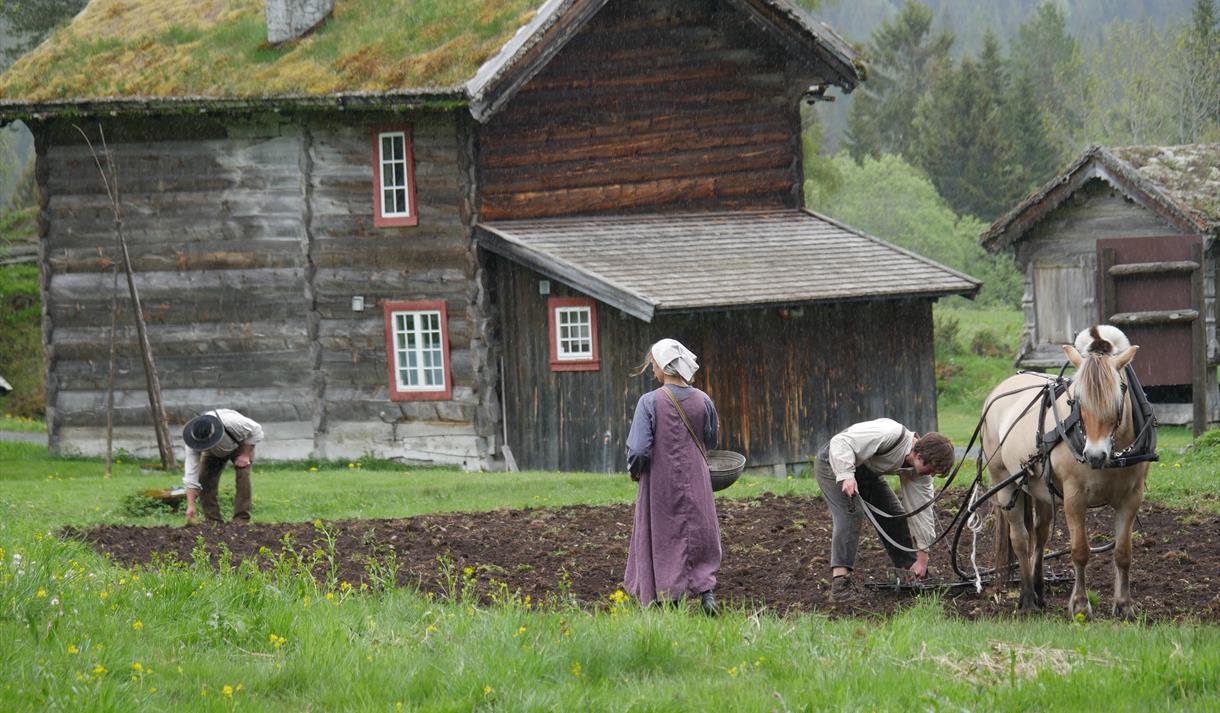 Arbeid på åkeren, museumsbonden i Eidsborg.