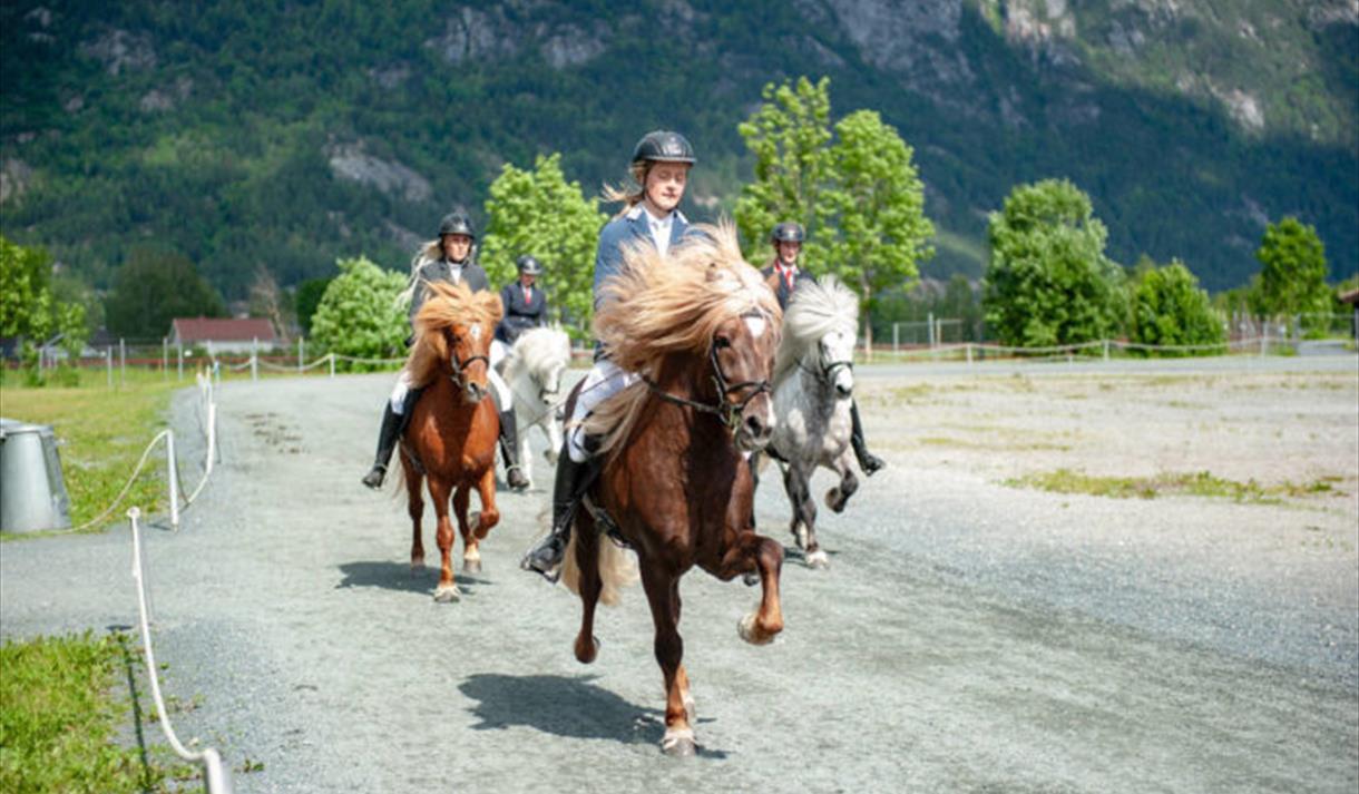 Islandhester i tølt på stevne