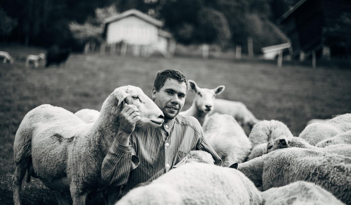 Sau og vertskap på Rørtveit gard