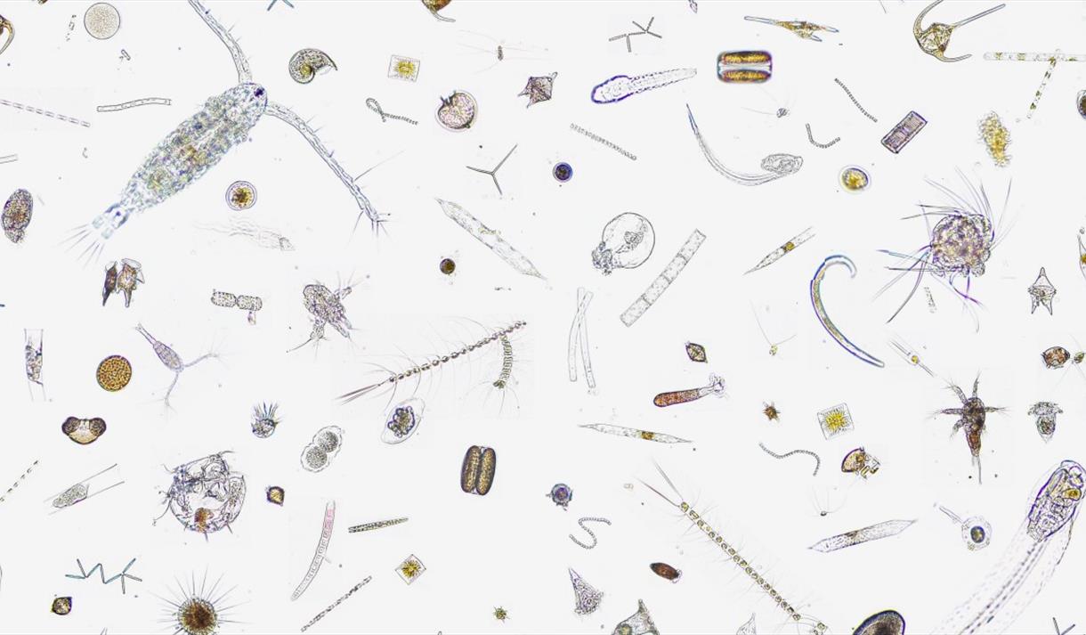 Plankton