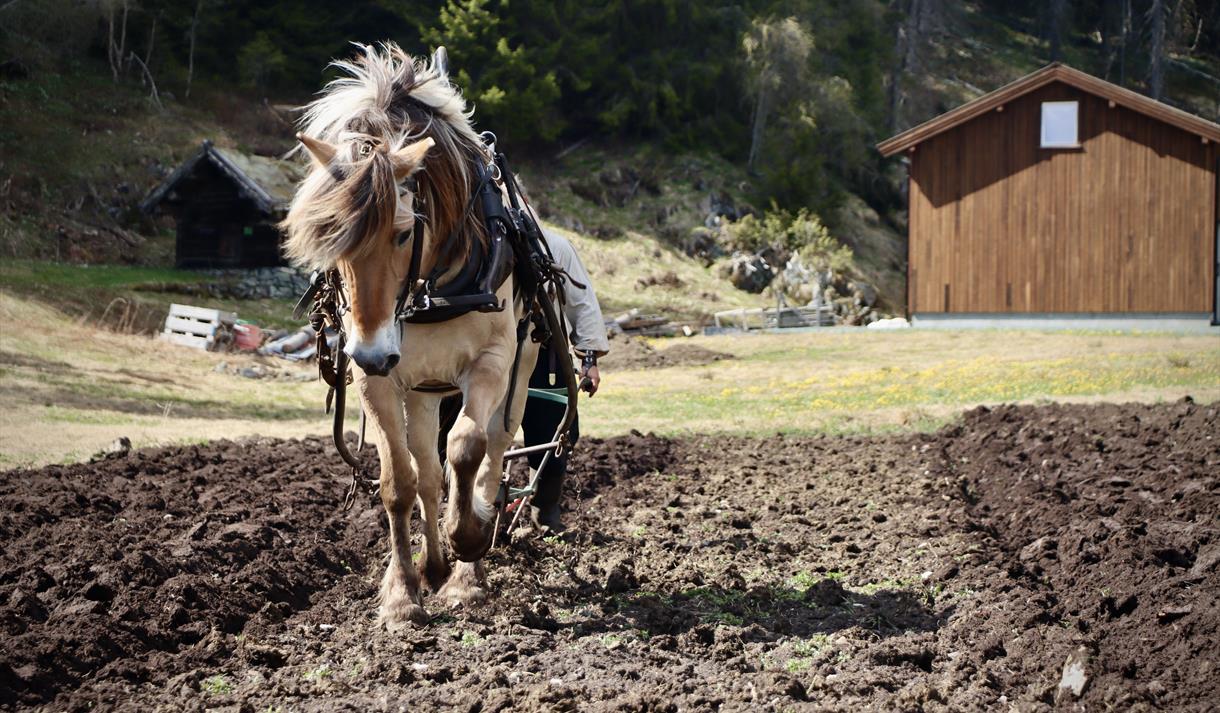 Våronn med hest, museumsbonden, Vest-Telemark museum Eidsborg.