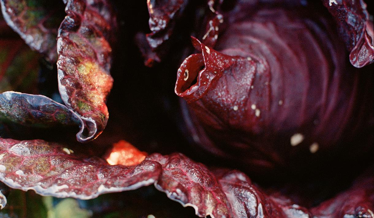 Field 3, Verena Winkelmann