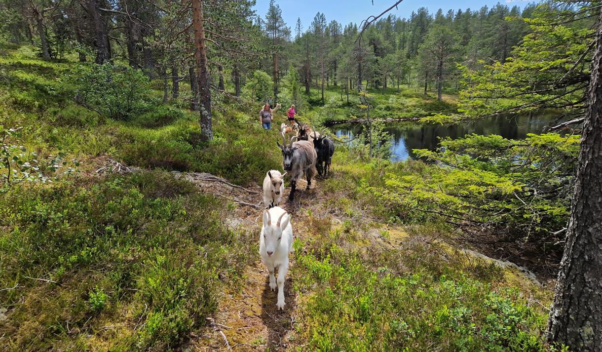 Alpakka og gietevandring