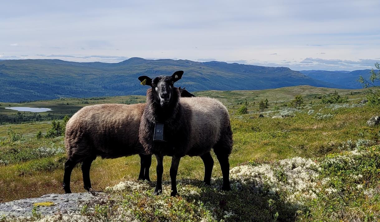 Grå trøndersau på fjellbeite