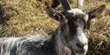 Geit på Åsbergtunet