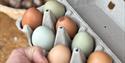 Egg fra Småbruket Dolhus