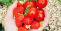 Røde jordbær og tomater i ei hånd. Fra Skogshaven